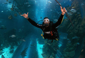 Shark Dive at Dubai Aquarium and Underwater Zoo 1